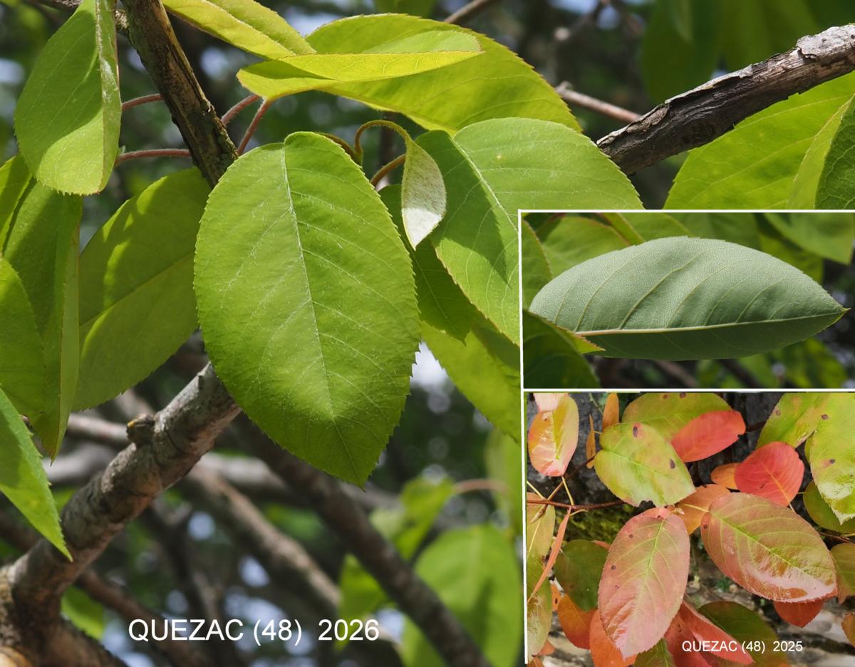 June Berry, Serviceberry leaf